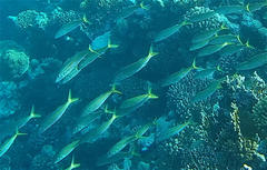 Mulloidichthys flavolineatus