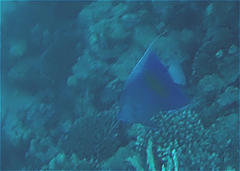 Pomacanthus maculosus