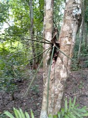 Trichocentrum ascendens