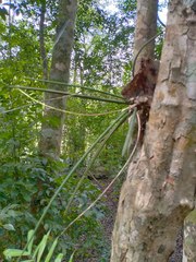 Trichocentrum ascendens