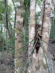 Trichocentrum ascendens