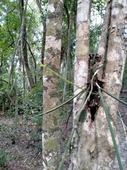 Trichocentrum ascendens