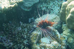 Pterois cincta