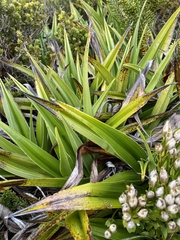 Milligania densiflora