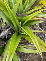 Milligania densiflora