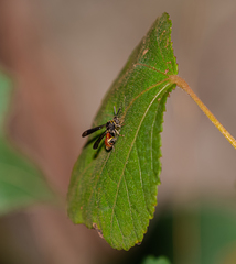 Leucospis petiolata