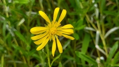 Hirpicium bechuanense