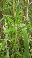 Hirpicium bechuanense