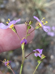 Chaenostoma subnudum