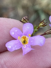 Chaenostoma subnudum