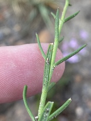 Chaenostoma subnudum