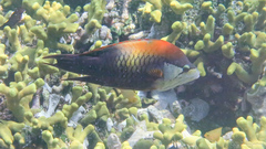 Sling-Jaw Wrasse photo 4