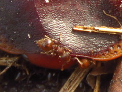 Crematogaster natalensis braunsi