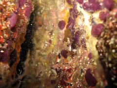 Gnathophyllum elegans