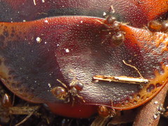 Crematogaster natalensis braunsi