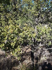 Quercus toumeyi
