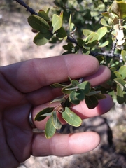 Quercus toumeyi
