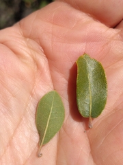 Quercus toumeyi