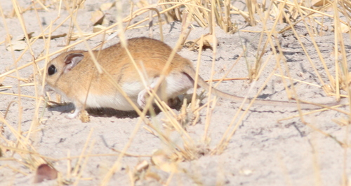 Bushveld Gerbil