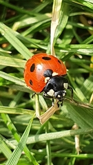 Coccinella septempunctata