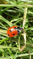 Coccinella septempunctata