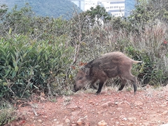 Sus scrofa moupinensis