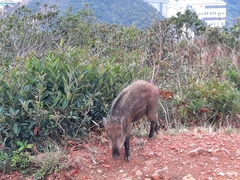 Sus scrofa moupinensis