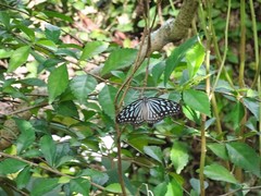 Ideopsis vulgaris macrina