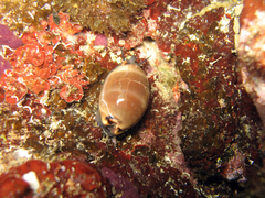 Luria lurida