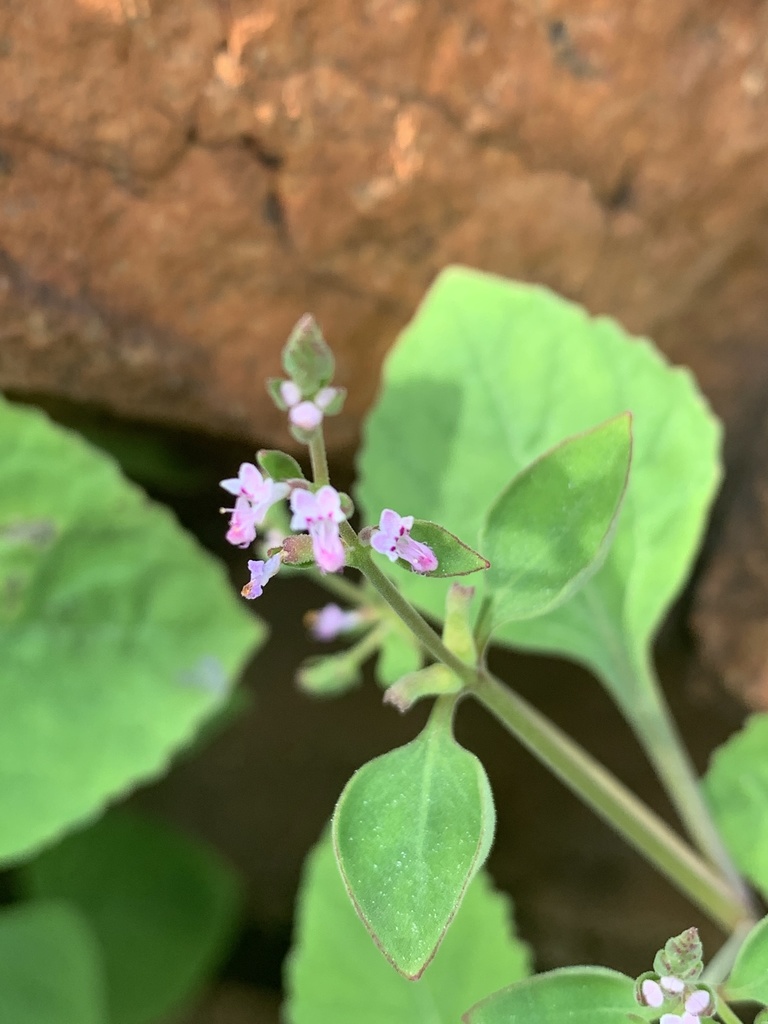 Overshadowed rocksage