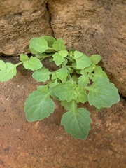 Aeollanthus neglectus