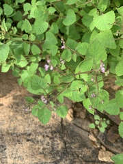 Aeollanthus neglectus