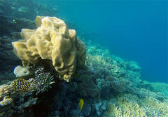 Leptoria phrygia