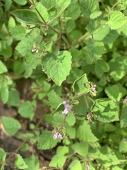 Aeollanthus neglectus