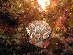 Mimachlamys varia