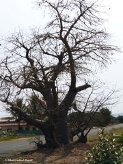 Adansonia