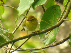 Phylloscopus ruficapilla