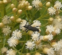 Eryphus laetus