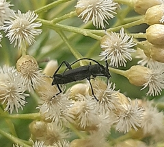 Eryphus laetus