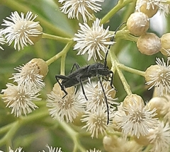 Eryphus laetus