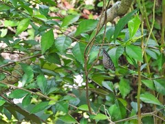 Ideopsis vulgaris macrina