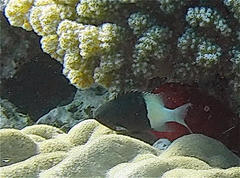 Pycnochromis dimidiatus