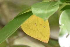 Catopsilia gorgophone