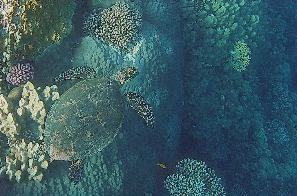 Hawksbill turtle