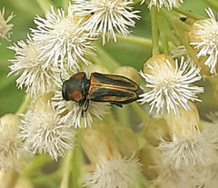 Bilyaxia obscurata