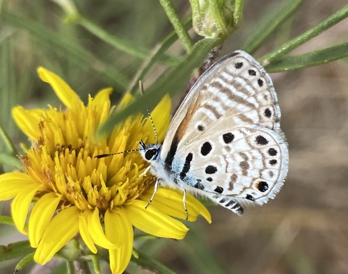 African Babul Blue