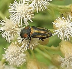 Bilyaxia obscurata