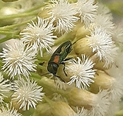 Bilyaxia obscurata