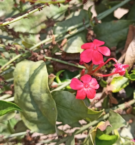 Whorled plantain (Plumbago indica)