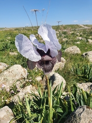 Iris hermona